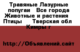 Травяные Лазурные попугаи - Все города Животные и растения » Птицы   . Тверская обл.,Кимры г.